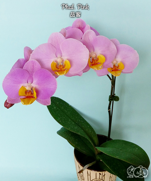 美琪園藝Miki Orchid - 品種庫